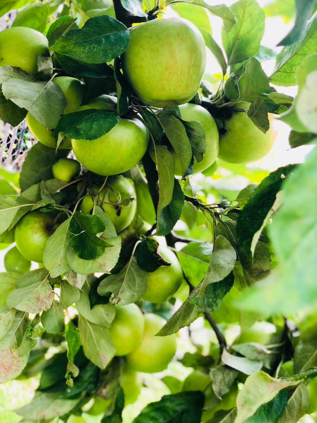 The apple tree the kids pick from